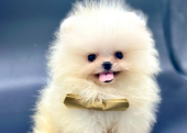 Teddy Face Boo Pomeranian